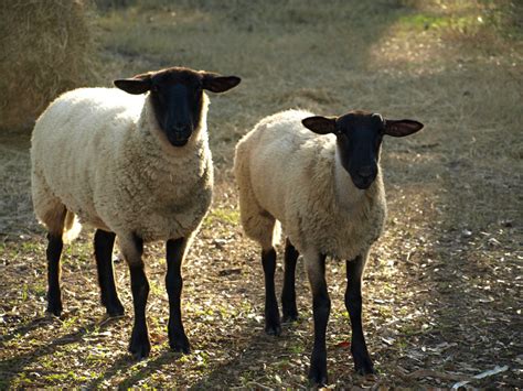 5+ Best Breeds of Sheep for a Small Farm - PetHelpful