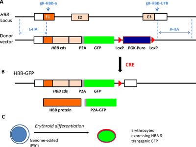 A Universal Approach to Correct Various HBB Gene Mutations in Human Stem Cells for Gene Therapy ...