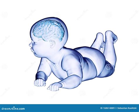 The brain of a baby stock illustration. Illustration of human - 168614889