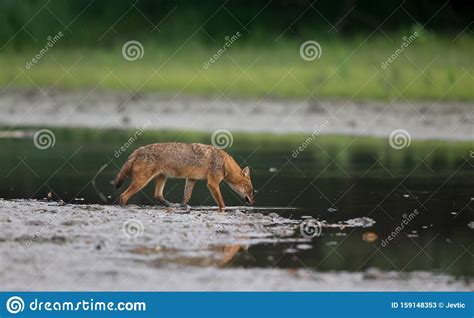 Golden Jackal on River Coast Stock Image - Image of europe, europen: 159148353