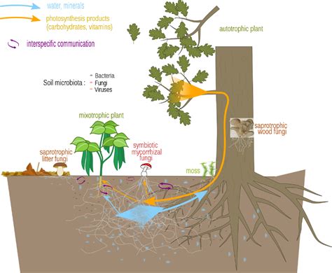 File:Mycorrhizal network.svg - Wikipedia | Ecosistemas, Hongos, Biología