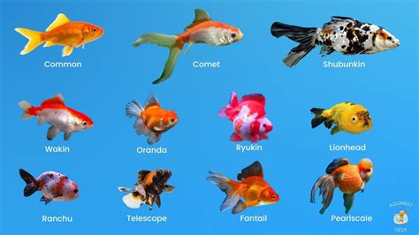 12 Popular Types Of Goldfish Breeds With Pictures