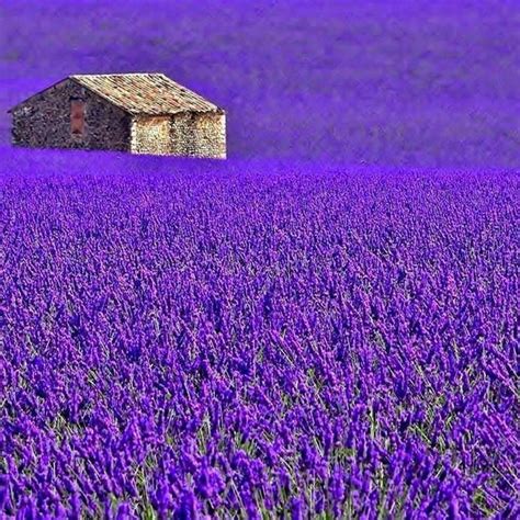 Pin von Doreen auf All beautiful | Lavendel, Lavendelfelder, Provence ...