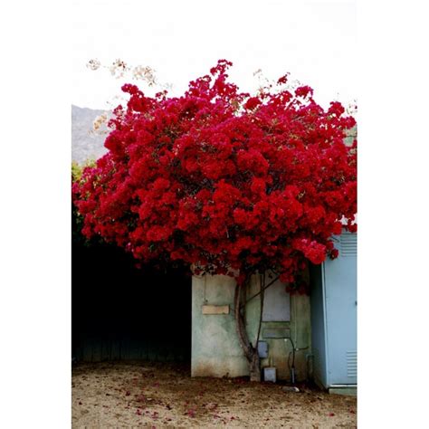 Bougainvillea spectabilis Mix Violet and Red Seeds - Price €1.95