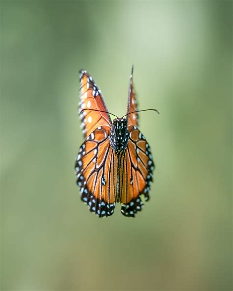 It’s A Small World: Camera Setup Tips For Macro Photography & Insects ...