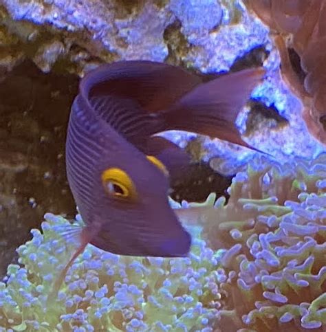 California - Live Goods - Yellow Eyed Kole Tang (Hawaii) - $300 East ...