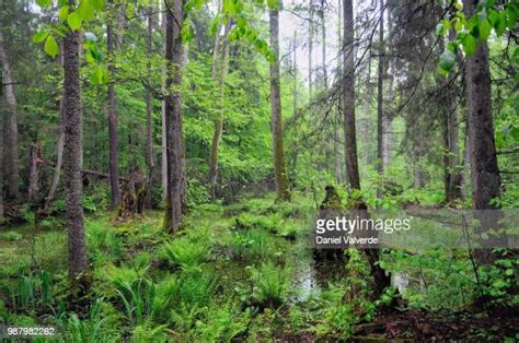 1,059 Bialowieza Forest Stock Photos, High-Res Pictures, and Images - Getty Images