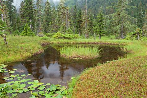 USA, Alaska, Admiralty Island Photograph by Jaynes Gallery - Fine Art America