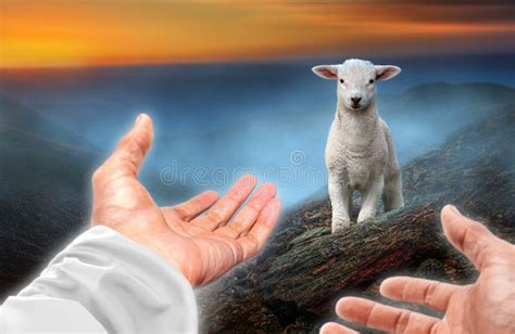 Hands of God Reaching Out To a Lost Sheep Stock Image - Image of holy, flock: 220176403