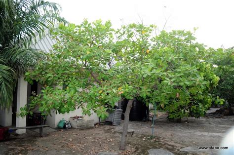 Cashew nut farming: The best & most profitable agro investment - Agriculture (2) - Nigeria