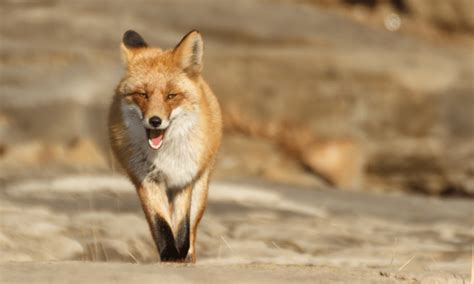 Do Foxes Attack Humans? | Pests Banned