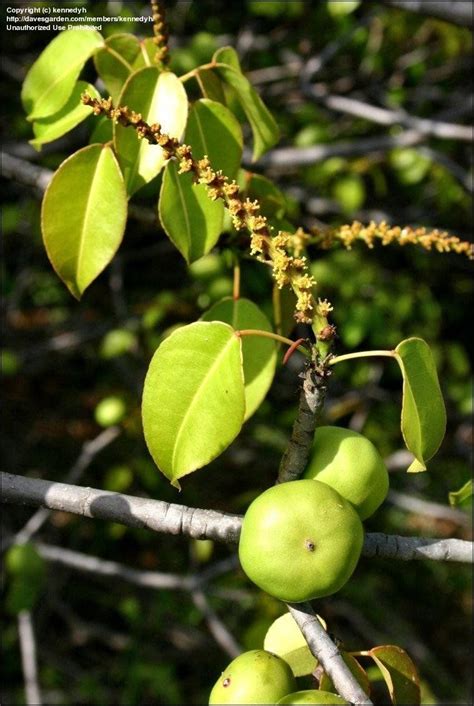 Avoid The Deadly Manchineel Tree - Dave's Garden