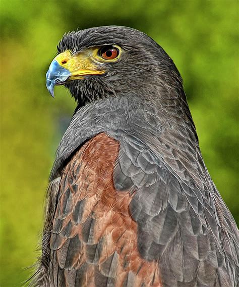 Harris Hawk Photograph by Dave Mills