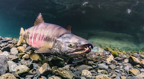 Chum Salmon | Alaska Fishing - Alaska Outdoors Supersite