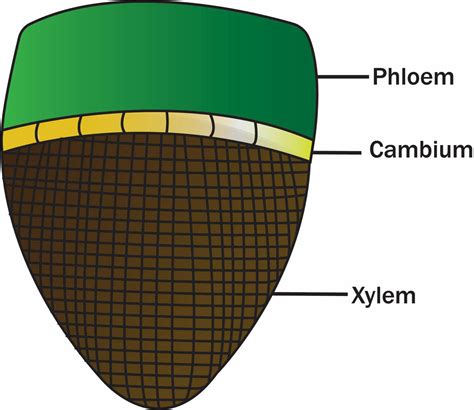 Open vascular bundles are those whichA. Are surrounded by pericycle but no endodermisB. Are ...