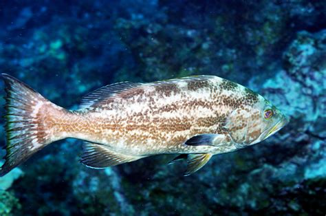 Types of Grouper in Florida: A Short Guide (Updated 2023)