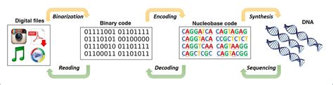 FROM PUNCH CARD TO DNA DATA STORAGE – The Zerone – Medium