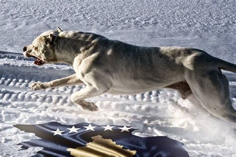 dogo argentino/ argentinian mastiff | Beautiful dogs, Massive dogs, Big ...