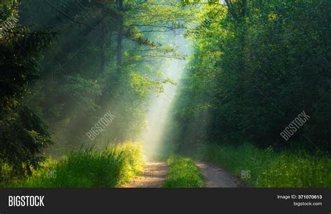 Green Forest Sunlight Image & Photo (Free Trial) | Bigstock