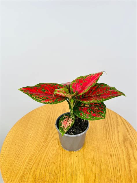 Aglaonema Red Valentine | Uprooted | Buy Plants Online Australia