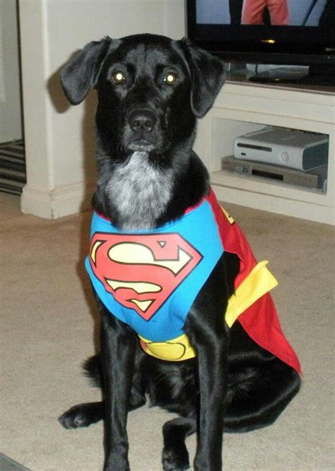 Superman dog costume | Dog costumes, Cute animals, Dog costume