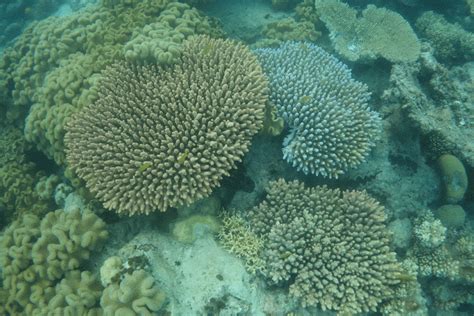 Great Barrier Reef: devastating images tell story of coral colonies' destruction | Great barrier ...