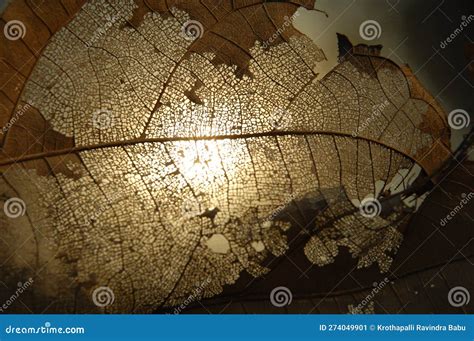 Dry Leaf Texture in the Forest Stock Image - Image of forest, abstract: 274049901