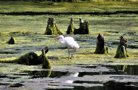 Wetlands: Learn How to Protect These Important Natural Habitats