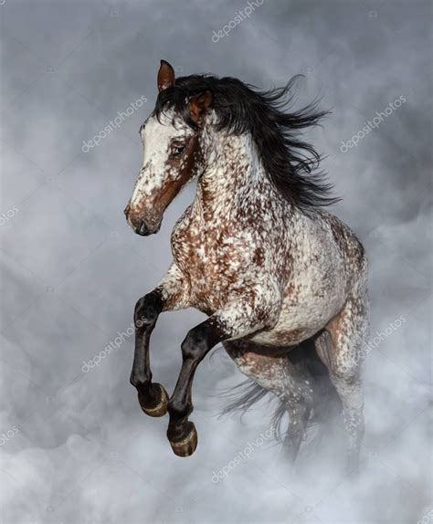 Crossbreed Appaloosa Andalusian Horse Rearing Light Smoke — Stock Photo © tristana #234893268