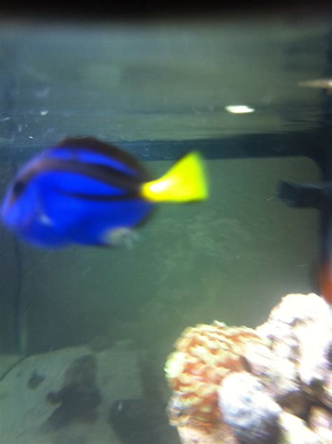 HELP with blue tang!! Experts needed | Saltwaterfish.com Forums for Fish Lovers!