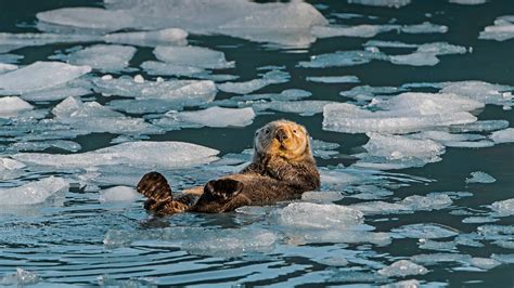 Bing HD Wallpaper Sep 23, 2024: Sea Otter Awareness Week - Bing Wallpaper Gallery