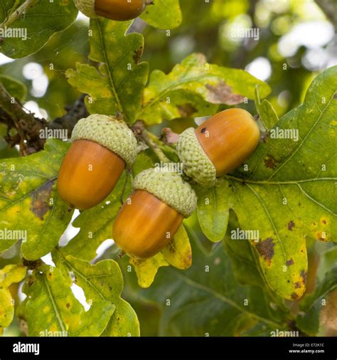 Acorns growing on English Oak tree with surrounding Oak leaves, UK Stock Photo - Alamy