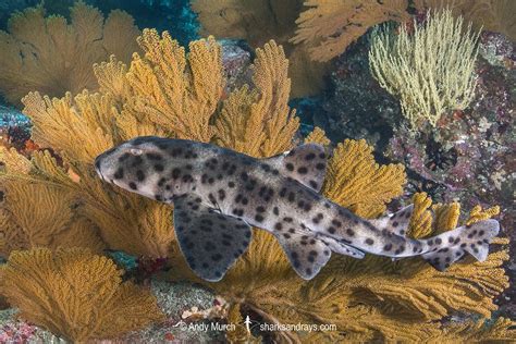 Galapagos Bullhead Shark - Heterodontus quoyi