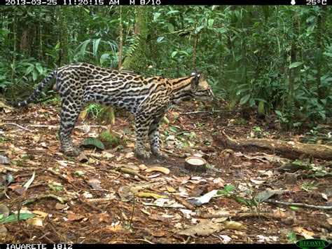 Habitat use of the understudied ocelot in Brazilian Amazon basin using ...