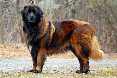 Pyrenean Shepherd vs Estrela Mountain Dog - Breed Comparison