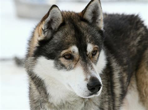 Husky Wolf Mix - Good Dog to Own? | HubPages