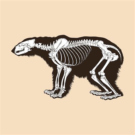 Premium Vector | Skeleton polar bear vector illustration