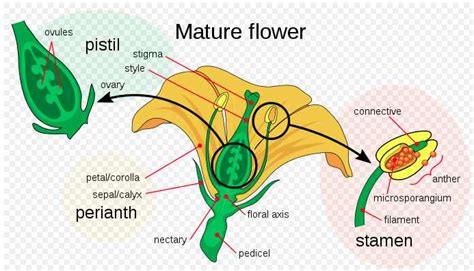 Parts of Flower and Plant (Pistil, Sepal, Stamen and More) - Diagrams ...