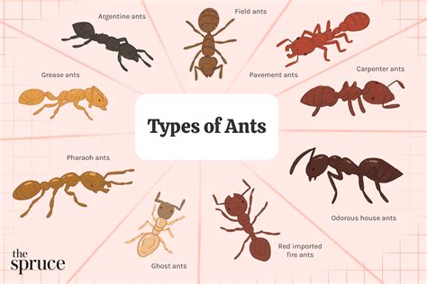 Australian Ant Identification Chart Ants Science Ant Species Ants | My ...