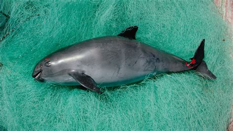 Swimming Near the Edge: The Decline of the Vaquita – Hadron