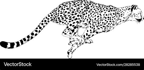 Running cheetah drawn in ink hand Royalty Free Vector Image