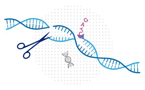 CRISPR gene editing carries a potential risk, study finds - Boston Children's Answers