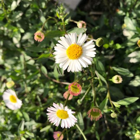 Erigeron karvinskianus - Urban Jungle