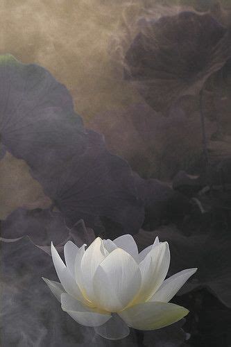 White Lotus Flower Surreal series - DD0A7273-1-1000 | White lotus ...