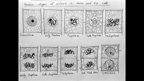 How to draw different stages of mitosis // onion root tip mitosis for class 12 biology CBSE ...