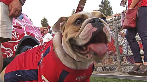 Fresno State to introduce Victor E. Bulldog III - ABC30 Fresno