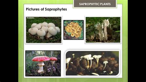 SAPROPHYTIC PLANTS - YouTube