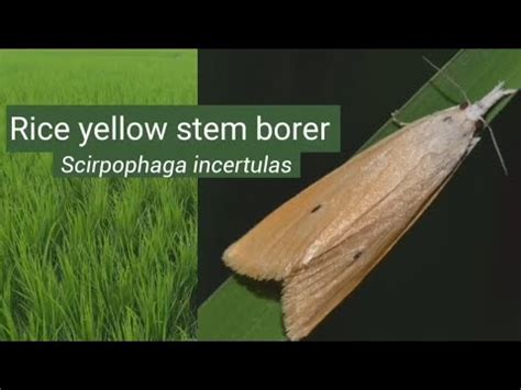 Rice yellow stem borer | Trichogramma | Biological control | Insect ...