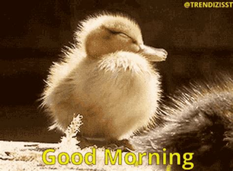 Good Morning Sleepy GIF - GoodMorning Sleepy WakeUp - Discover & Share GIFs