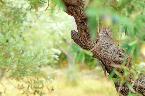 Olive tree garden Photograph by Anna Om - Fine Art America